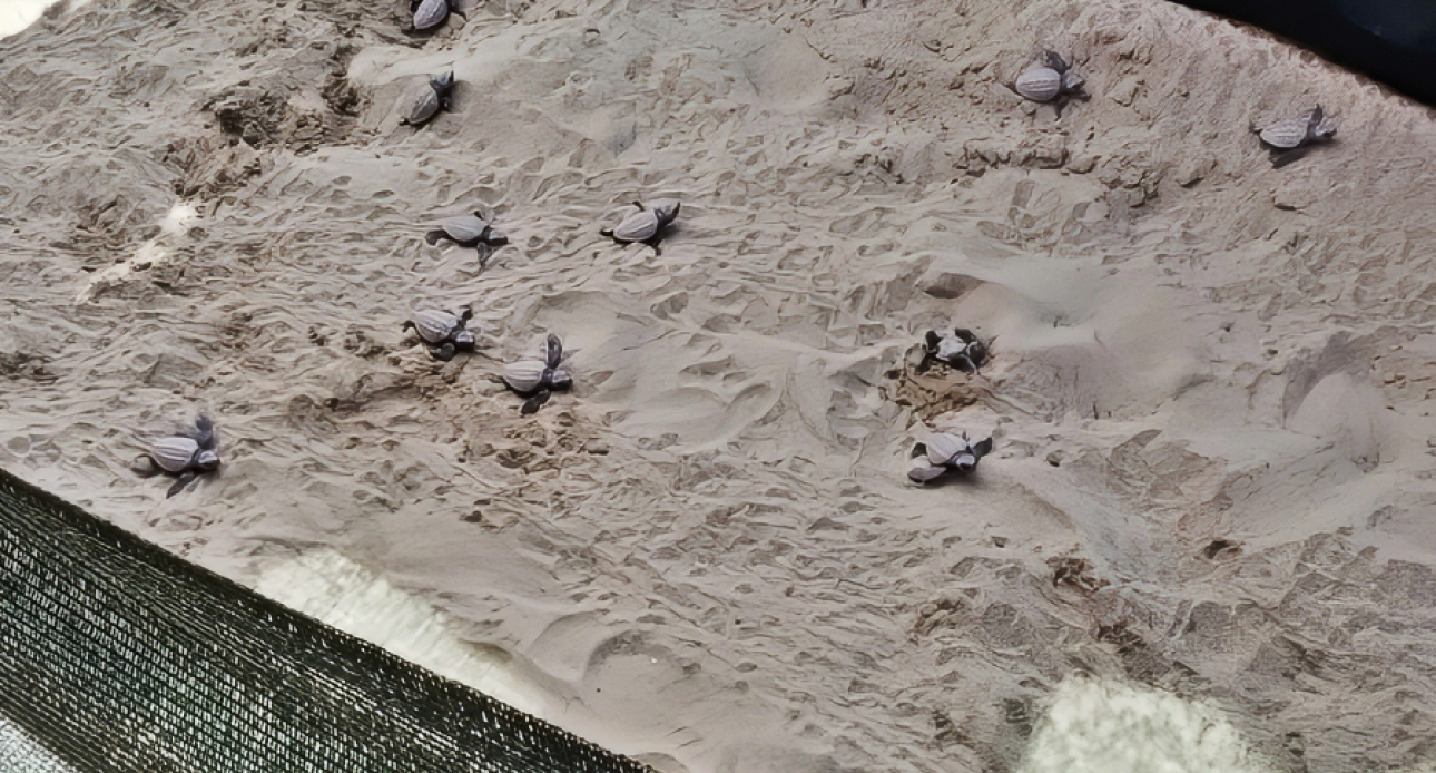 Laigueglia, 25 settembre 2025 – Un nuovo spettacolo della natura sulla spiaggia del Borgo da amare